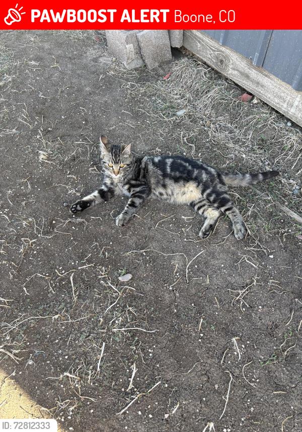 Lost Male Cat last seen Keenesburg, Keenesburg, CO 80643