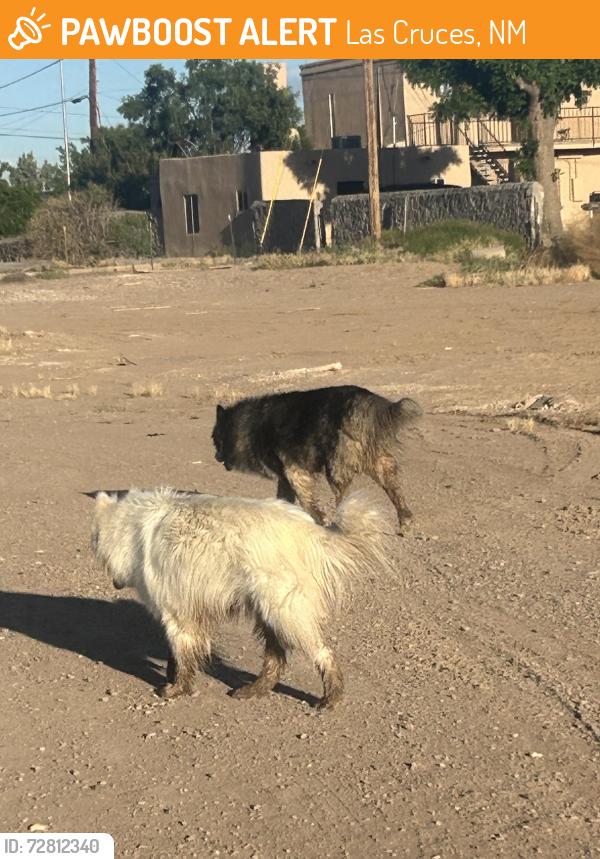 Found/Stray Unknown Dog last seen The park behind casa bandera , Las Cruces, NM 88001