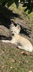 Lost Male Dog last seen Polk State College , Winter Haven, FL 33881
