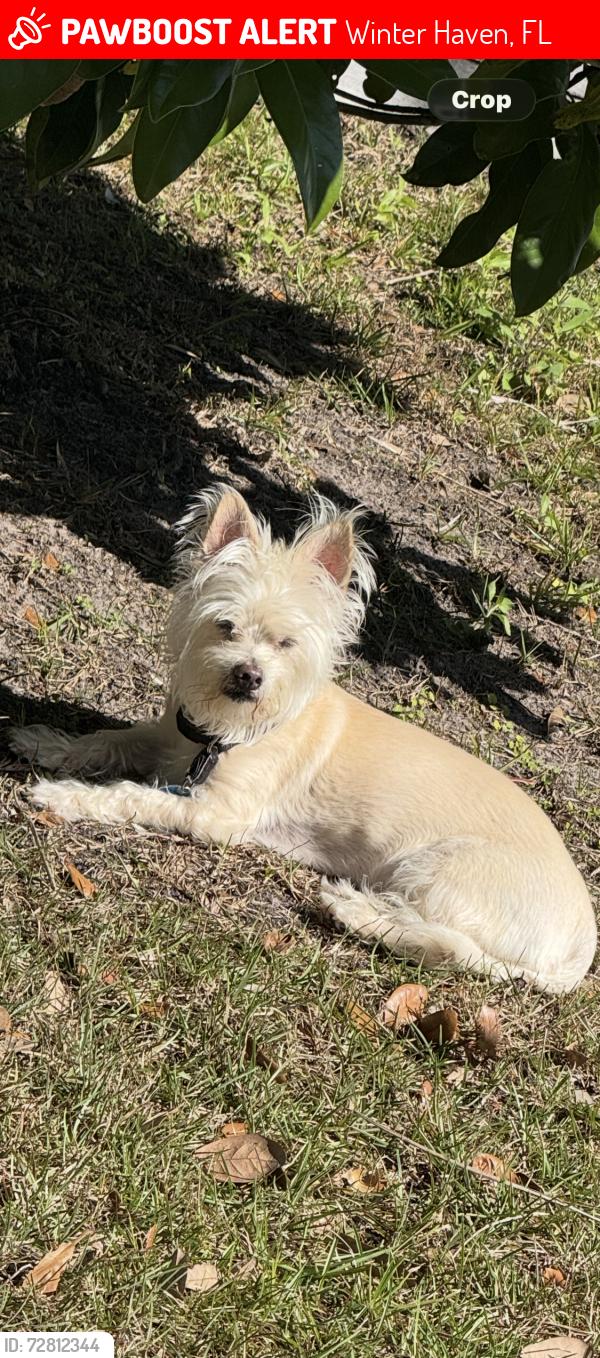 Lost Male Dog last seen Polk State College , Winter Haven, FL 33881