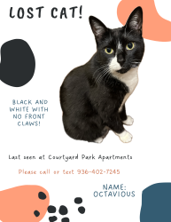 Lost Male Cat last seen Deats rd, Dickinson, TX 77539