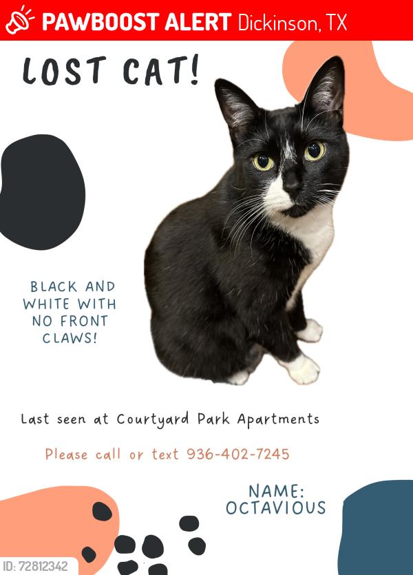Lost Male Cat last seen Deats rd, Dickinson, TX 77539
