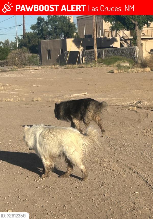 Lost Unknown Dog last seen Casa Bandera apmts, Las Cruces, NM 88001