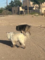 Lost Unknown Dog last seen Casa Bandera apmts, Las Cruces, NM 88001