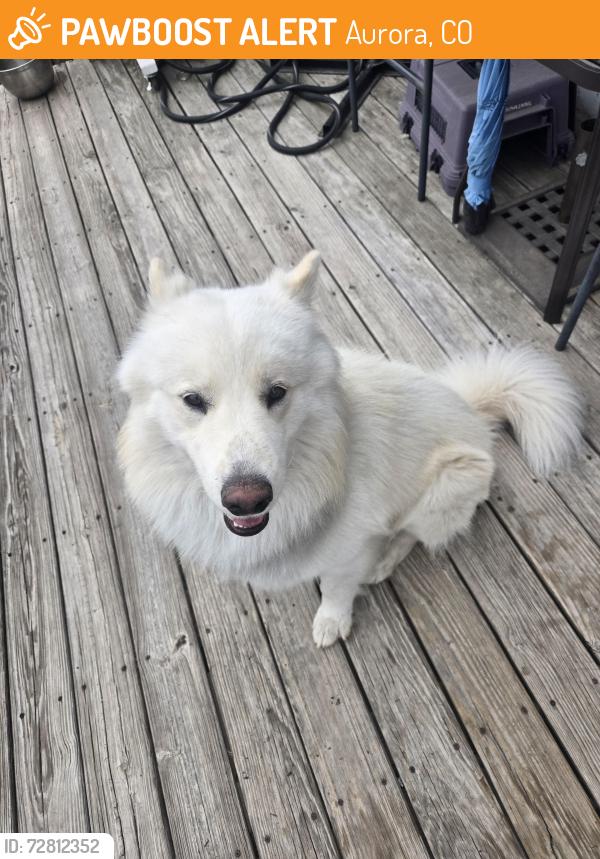 Found/Stray Male Dog last seen Kittredge and iliff, Aurora, CO 80013