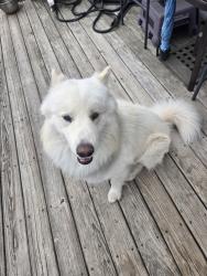 Found/Stray Male Dog last seen Kittredge and iliff, Aurora, CO 80013