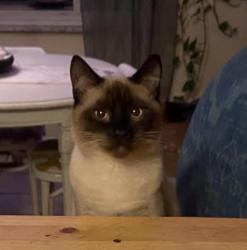 Lost Male Cat last seen N Eureka and valley view dr, Valleyview, OH 43204