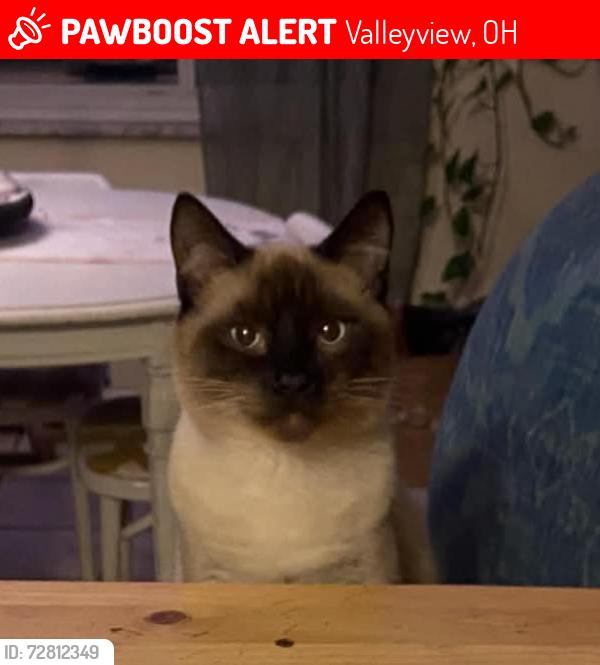 Lost Male Cat last seen N Eureka and valley view dr, Valleyview, OH 43204