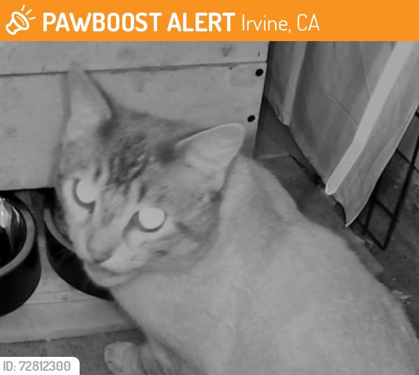 Found/Stray Unknown Cat last seen Northpark, Irvine, CA, Irvine, CA 92602