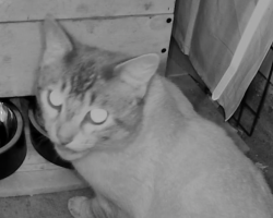 Found/Stray Unknown Cat last seen Northpark, Irvine, CA, Irvine, CA 92602