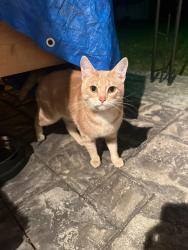Reunited Male Cat last seen Northgate Bible Chapel between Mt. Read and Dewey Ave, Rochester, NY 14616