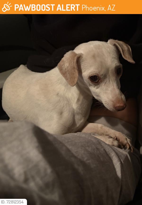 Found/Stray Male Dog last seen 26th street and union hills , Phoenix, AZ 85032