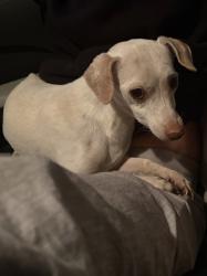 Found/Stray Male Dog last seen 26th street and union hills , Phoenix, AZ 85032