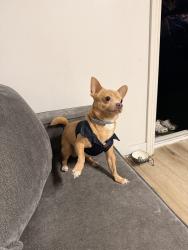 Lost Male Dog last seen Beach Blvd & Orangethorpe Ave, Buena Park, CA 90621