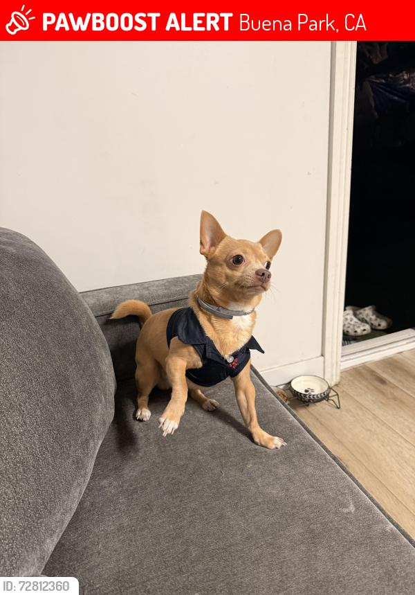 Lost Male Dog last seen Beach Blvd & Orangethorpe Ave, Buena Park, CA 90621