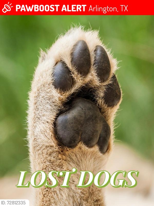Lost Male Dog last seen S Collins and Webb Ferrell Rd South , Arlington, TX 76002