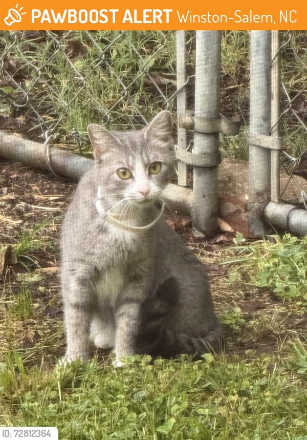 Found/Stray Unknown Cat last seen Old town elementary , Winston-Salem, NC 27106