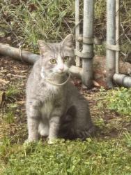 Found/Stray Unknown Cat last seen Old town elementary , Winston-Salem, NC 27106