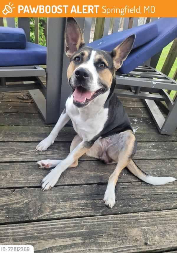 Found/Stray Female Dog last seen Fort and sunset, Springfield, MO 65807