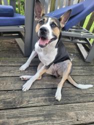 Found/Stray Female Dog last seen Fort and sunset, Springfield, MO 65807