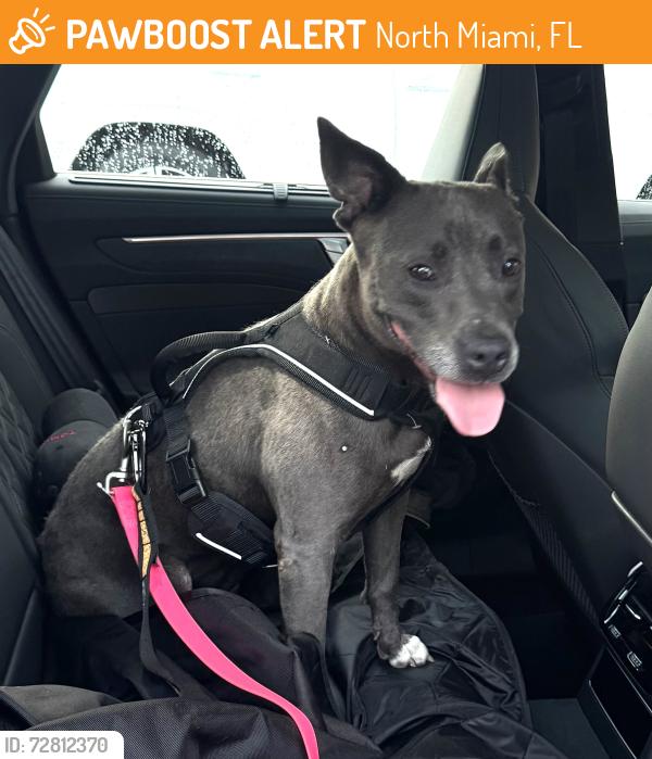 Found/Stray Female Dog last seen 125th street in North Miami , North Miami, FL 33161