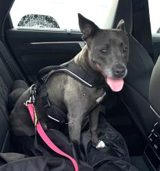 Found/Stray Female Dog last seen 125th street in North Miami , North Miami, FL 33161