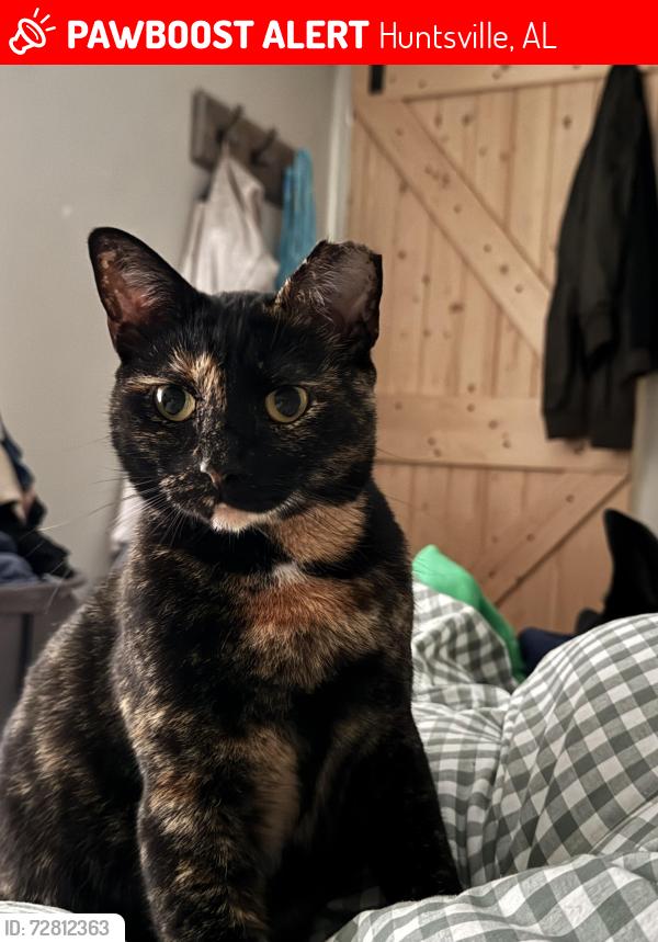 Lost Female Cat last seen Holmes & Jordan, Huntsville, AL 35816