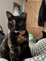 Lost Female Cat last seen Holmes & Jordan, Huntsville, AL 35816