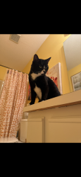 Lost Male Cat last seen Woods behind Oakland Hills way, Raleigh, NC 27604