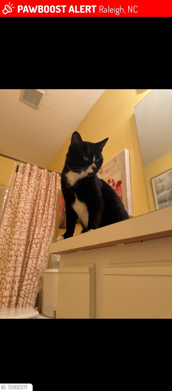 Lost Male Cat last seen Woods behind Oakland Hills way, Raleigh, NC 27604
