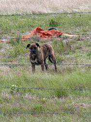 Found/Stray Unknown Dog last seen Field behind quail springs target, Oklahoma City, OK 73134