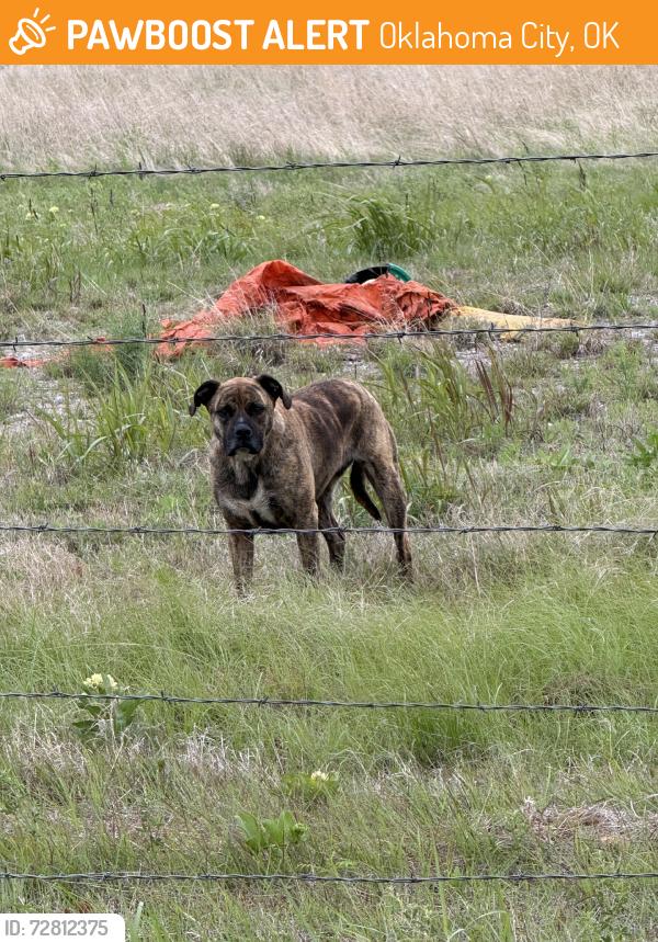 Found/Stray Unknown Dog last seen Field behind quail springs target, Oklahoma City, OK 73134