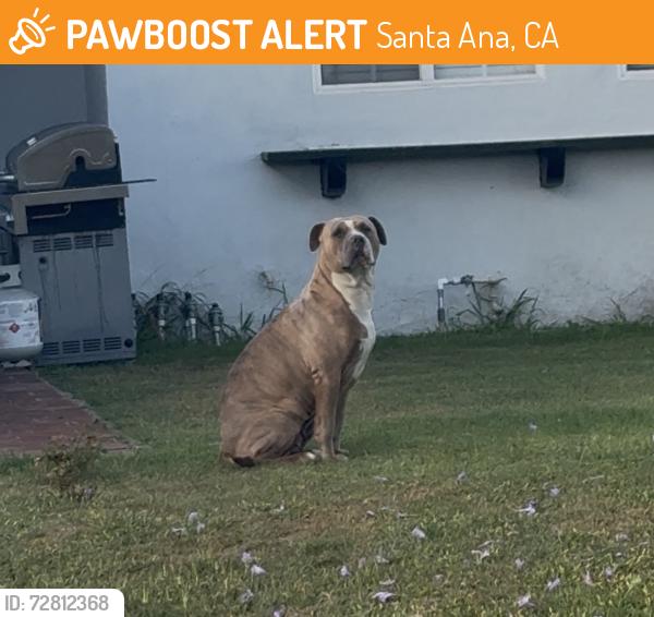 Found/Stray Female Dog last seen Harvard St , Santa Ana, CA 92704