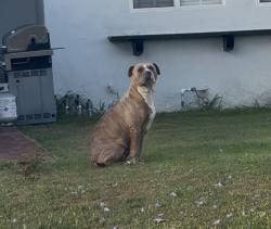 Found/Stray Female Dog last seen Harvard St , Santa Ana, CA 92704