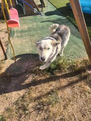 Found/Stray Female Dog last seen Japatul, Apple Valley, CA 92308