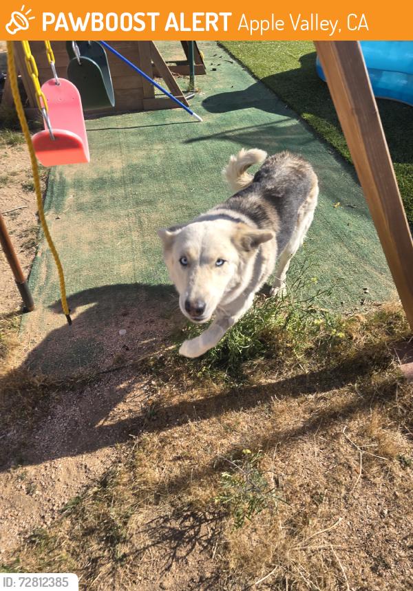 Found/Stray Female Dog last seen Japatul, Apple Valley, CA 92308