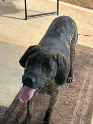 Found/Stray Unknown Dog last seen Rainbow and River Oak , Chesnee, SC 29323