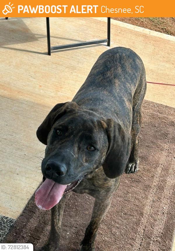 Found/Stray Unknown Dog last seen Rainbow and River Oak , Chesnee, SC 29323