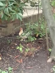 Found/Stray Unknown Bird last seen Diagnoal and garth, Akron, OH 44320