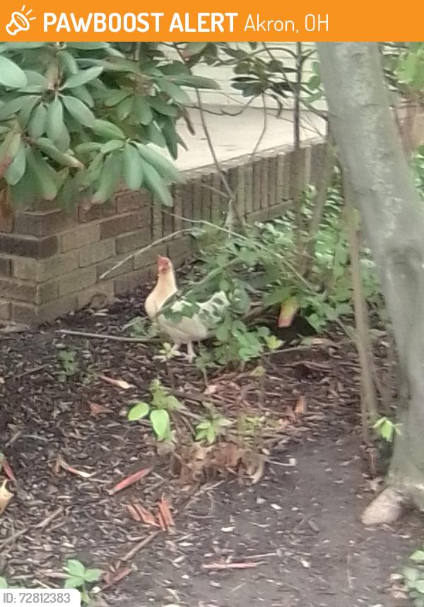 Found/Stray Unknown Bird last seen Diagnoal and garth, Akron, OH 44320