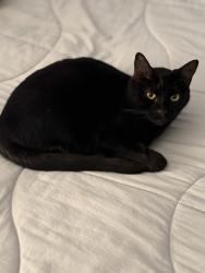 Lost Female Cat last seen Borderview YMCA/Picador Blvd/Arey Drive, San Diego, CA 92154