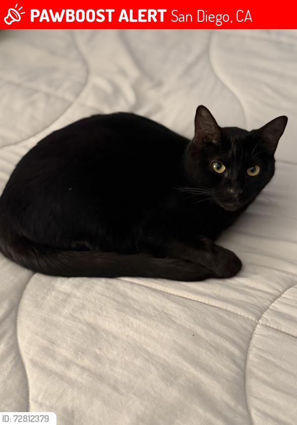 Lost Female Cat last seen Borderview YMCA/Picador Blvd/Arey Drive, San Diego, CA 92154