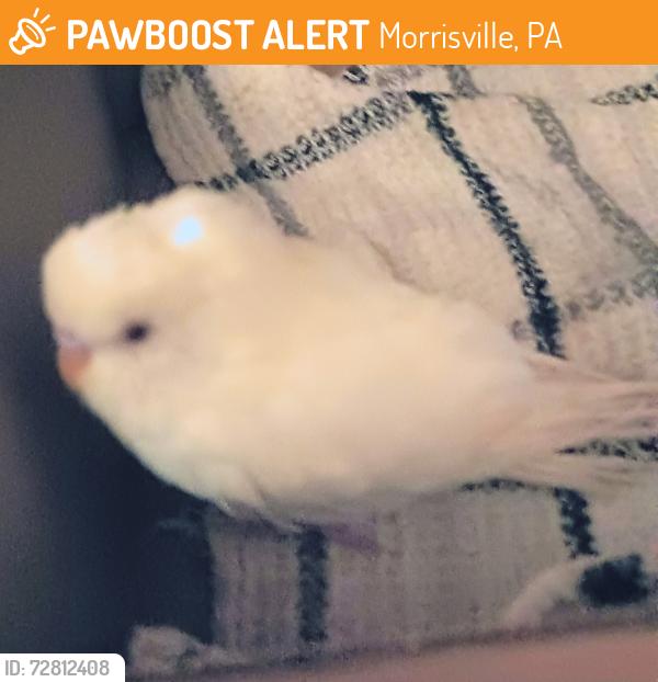 Found/Stray Female Bird last seen Harper Ave, Morrisville, PA 19067