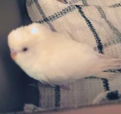 Found/Stray Female Bird last seen Harper Ave, Morrisville, PA 19067