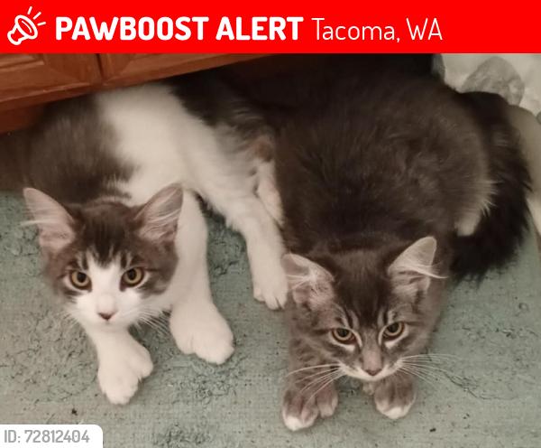 Lost Female Cat last seen 106th in Parkland. Parkland Manor apmts , Tacoma, WA 98444