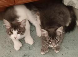 Lost Female Cat last seen 106th in Parkland. Parkland Manor apmts , Tacoma, WA 98444