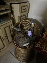 Lost Female Cat last seen The Amrita pet care clinic , Delhi, DL 110092