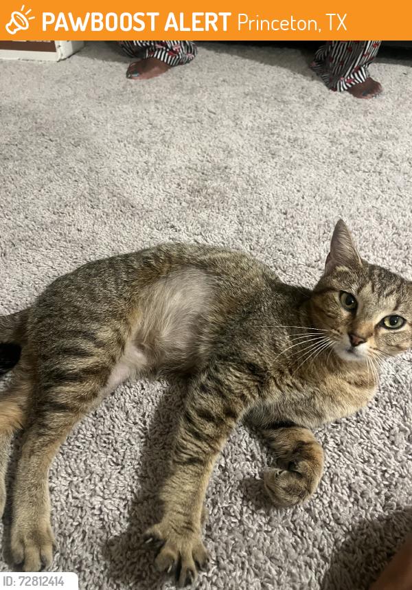 Found/Stray Female Cat last seen Southard middle school, Princeton, TX 75407