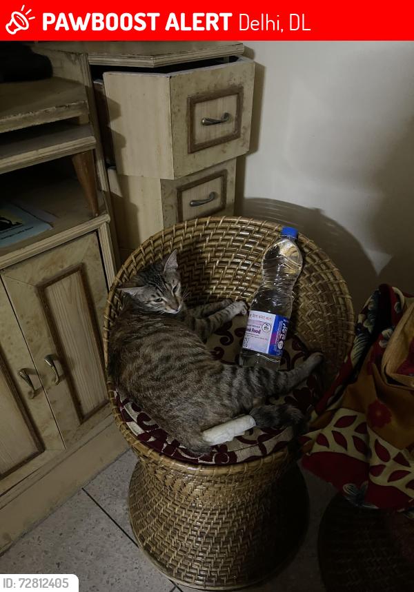 Lost Female Cat last seen The Amrita pet care clinic , Delhi, DL 110092
