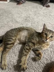 Found/Stray Female Cat last seen Southard middle school, Princeton, TX 75407